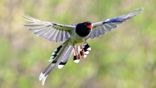 ������ȵ