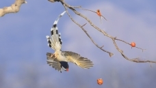 ������ȵ