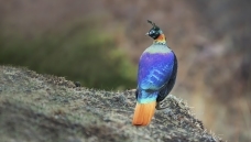 �غ�