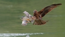 ����Σ��