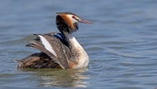 ��ͷ����