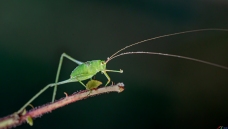·�ںη�