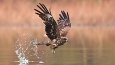 һ��ʧ�ܵ�ץ��