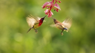 ��˫��̫����