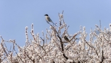 ȵ��֦ͷ������