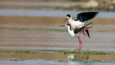 ǳ̲�ϵİ���