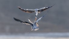 �Ӹ����¡�������