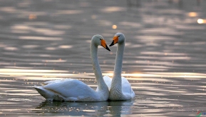 ����Ͽ�����