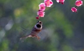 ̫��֮�ϵĻ��侫�飺����ɽׯ�ĺ�ͷ��βɽ