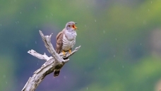 �����ž�