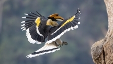 �鳲