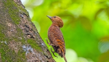 ����ľ��