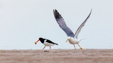 ��������