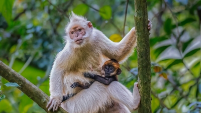 ������Ļ���