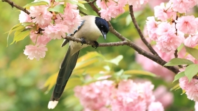 ������ϲ