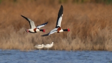 �������Ż�