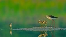 �ڳ᳤���֡����ĸ��޶�����