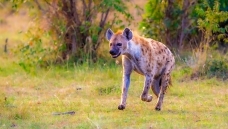 ��ԭ����