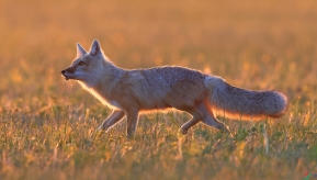 ĺɫ��ɳӰ Ϧ����ɳæ