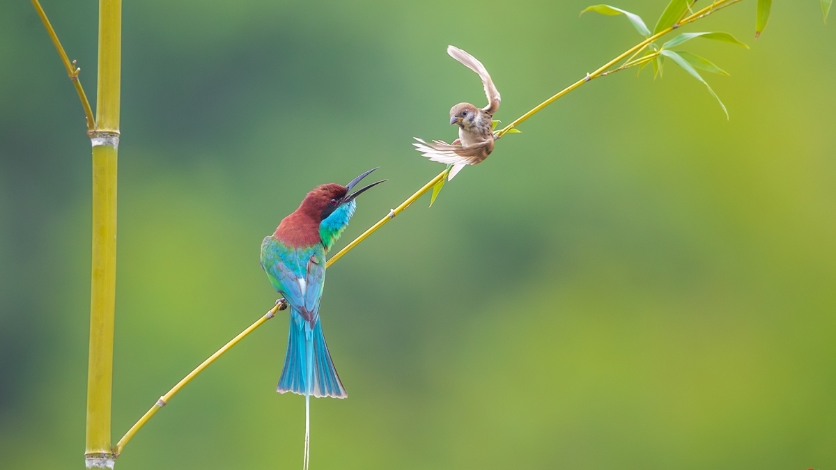 С��ȸ�������仢