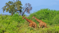 ���޳���¹