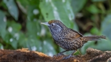 Ш������