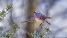 ����ӭ��