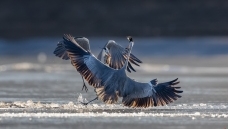 ��ʳ��������