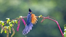 ����ͷ��