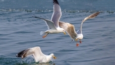 ��������ջ�