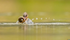 �л���ɳѼ�����ϡ��ࡱ��ˮ��������