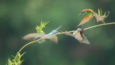 �����ֱײ��