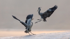 ��ս��������