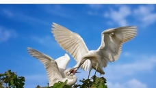 �����Ĵ���