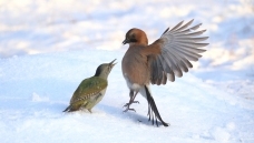 ��Ѽ��ս��ľ��