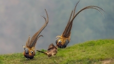 Ѱ��һ�׹ڳ�β��