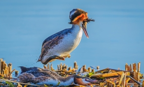 �������ϣ����˷�ͷPT�Ĵ�������