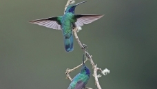 ���϶�����