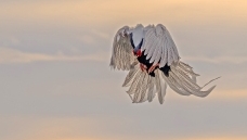 ��ԡ����