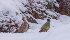 ��ѩ����