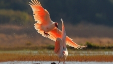 ��˫���̲���� ���q