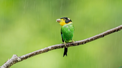 ��β������