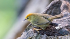 ��ͷ����