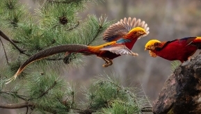 ��ţɽ�츹����������