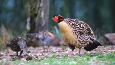 �Ƹ�����