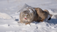 ����ǰ��