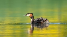 ����ĸ��