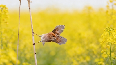 ����ȸ��