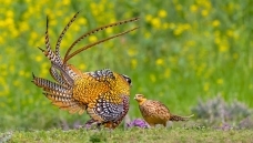 �׹ڳ�β���Ĵ�Ұ