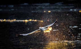 ׷����Ӱ����Ÿ